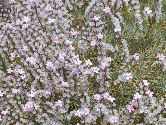 TinyPurpleFlowerMound copy