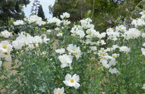 WhitePoppies-02 copy