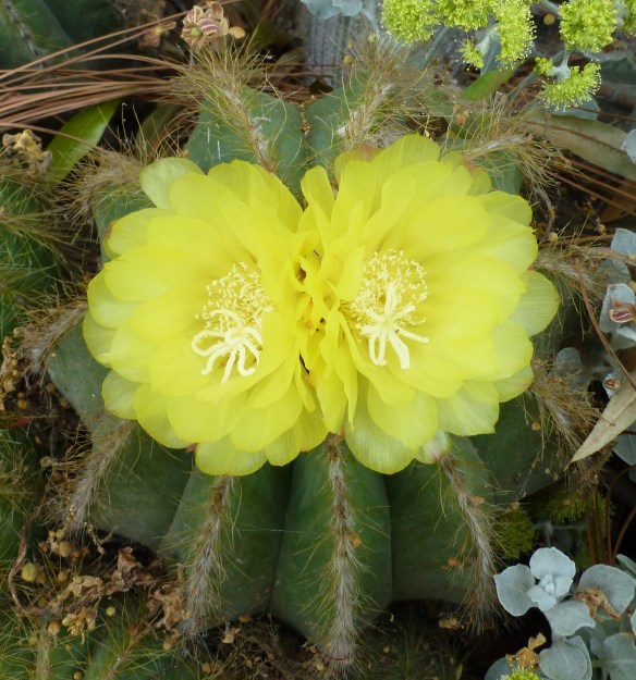 YellowCactusFlower copy