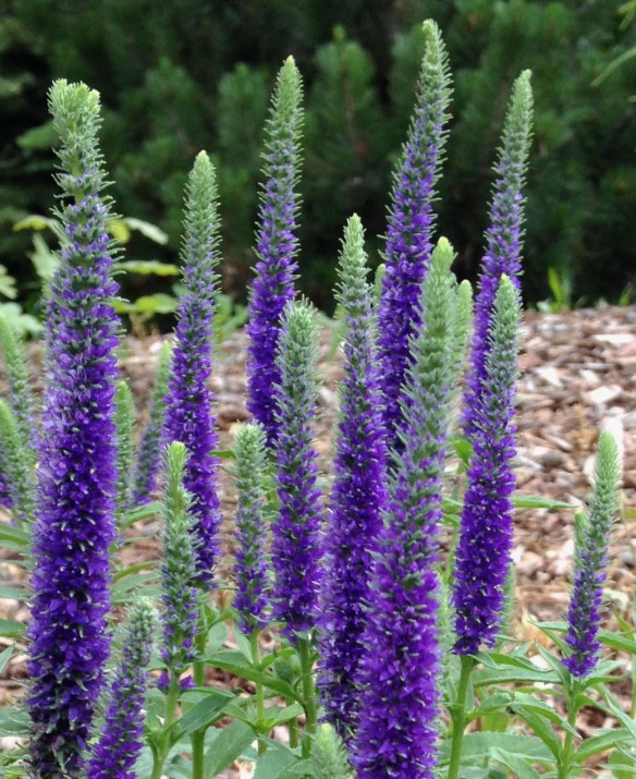 PurpSalvia-GreenTips-2