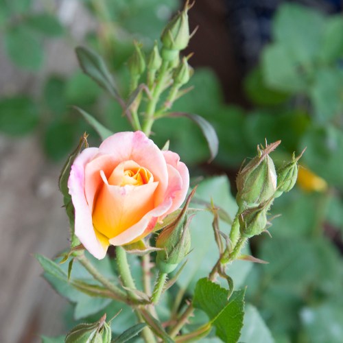 Gardenland-04-RoseBud