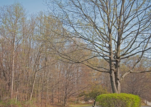 ArmonkNY-OutWindow-1