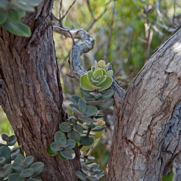 beckygoldsmith-BigIsland-1-139