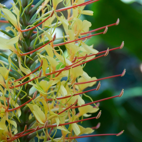 beckygoldsmith-BigIsland-2-41