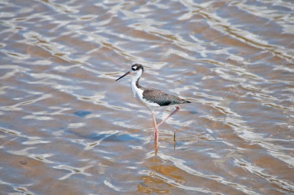 beckygoldsmith-Story-A-21