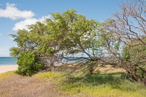 beckygoldsmith-Story-A-26