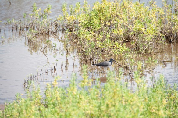 beckygoldsmith-Story-A-50