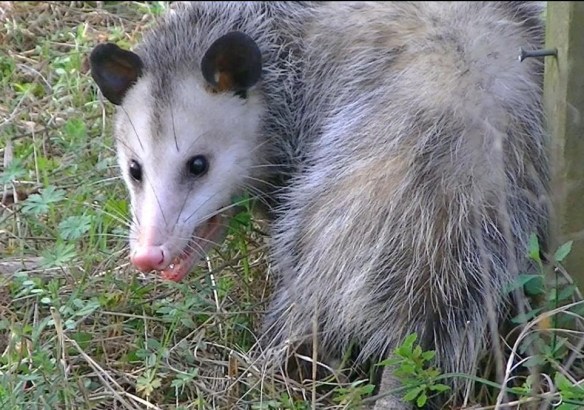 Possum-2