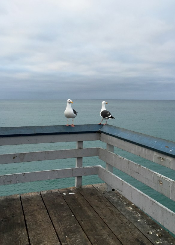 SEAGULLS-1