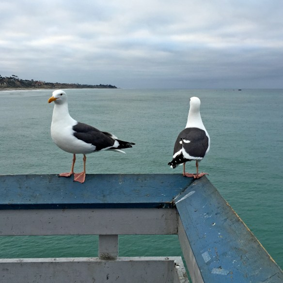 SEAGULLS-2