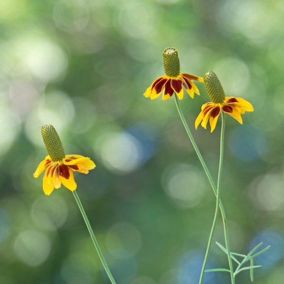 cropped, minor edits