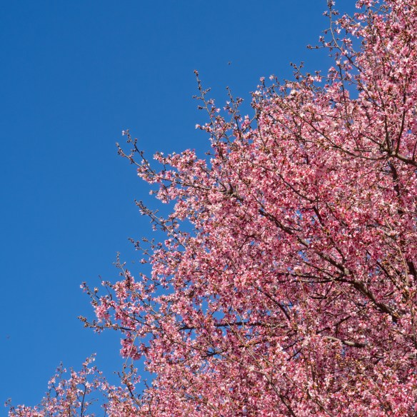 arboretum_02-16-17-26